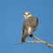 Black-shouldered Kite looking fiercely at camera with red eyes