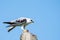 Black Shouldered Kite on the Motar eat skink