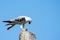 Black Shouldered Kite on the Motar eat skink