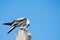 Black Shouldered Kite on the Motar eat Skink