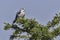 Black-shouldered Kite Perched