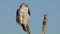 Black-shouldered kite perched on a branch