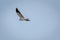 Black shouldered kite a small raptor flying