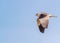 Black Shouldered Kite wings down