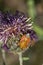Black-shouldered shield bug (Carpocoris purpureipennis) perched on purple flower