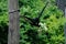 Black Siamang playing alone in the zoo, climbs a tree