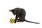 Black Siamese cat