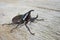 Black Siamese rhinoceros beetle on old wooden floor