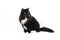 black siberian cat pictures