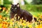 Black Siberian cat in summer