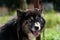 Black Siberian husky dog