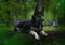 Black Siberian Husky dog breed is in the night forest