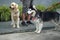 Black Siberian Husky standing with light brown golden retriever dogs with leashes by their owner