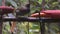 The black sicklebill or Epimachus fastosus, bird of paradise, in West Papua