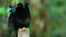 Black sicklebill with shoulder plumes and shiny badge of feathers