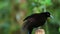 Black sicklebill with shoulder plumes and shiny badge of feathers