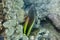 Black-sided hawkfish, freckled hawkfish or Forster`s hawkfish, is a species of hawkfish. Paracirrhites forsteri has yellow color