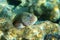 Black-sided hawkfish Paracirrhites forsteri, freckled hawkfish or Forster`s hawkfish, Coral fish - Red sea