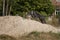 Black Sighthound jumping over a Sandhill