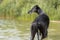 Black Sighthound standing in a lake