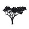 Black silhouette of african tree. Isolated image of savannah nature. Forest landscape of Africa. Acacia icon
