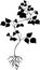 Black silhouette of bean plant with flowers, leaves and root system