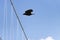 Black silhouette of bird in flight next to suspension bridge wires