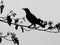 Black silhouette of blackbird perching on the branch
