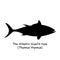 The black silhouette of the bluefin tuna Thunnus thynnus is isolated on white background