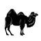 Black silhouette Camel in Walking pose