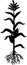 Black silhouette of corn maize plant with leaves, root system, ripe fruits