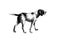 Black silhouette of a dalmatian greyhound dog on white background. Computer generated sketch / drawing.