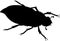 Black silhouette of female cockchafer or May bug