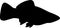 Black silhouette of female swordtail aquarium fish
