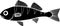 Black silhouette of juvenile perch Perca fluviatilis freshwater fish
