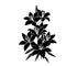 Black silhouette Lily.