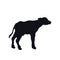 Black silhouette of little african buffalo on white background. Isolated calf. Wild animals of Africa. Savannah nature