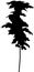 Black silhouette of Maple Acer platanoides tree