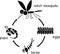 Black silhouette of Mosquito life cycle. Sequence of stages of development of mosquito from egg to adult insect with titles
