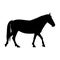 The black silhouette of one walking horse is isolated on the white background