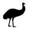 Black silhouette of ostrich emu on white background illustration