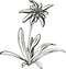 Black silhouette outline edelweiss (leontopodium) flower, the symbol of alpinism