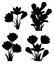 Black silhouette. Purple crocuses. Crocus vernus Spring Crocus, Giant Crocus . Purple early spring flower. Flat 