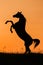 Black silhouette of a reared Arabian horse on orange background