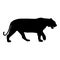 Black silhouette of running tiger on white background of vector