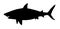 Black silhouette of a shark. Great white shark killer side view illustration.