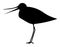 Black silhouette of a snipe bird, sandpiper