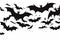 Black silhouette of some of bats on a white background