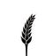 Black silhouette of spikelet of wheat isolated on white