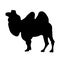 Black silhouette of standing camel on white background vector illustration